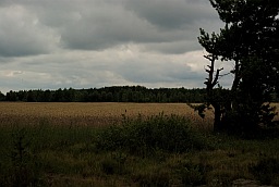 Field