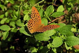 Перламутраўка вялікая лясная (Argynnis paphia)