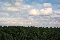 Cornfield