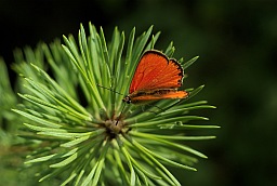 Scarce copper (Lycaena virgaureae)