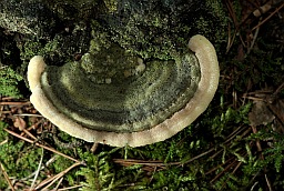 Trametes versicolor (Polyporus versicolor)