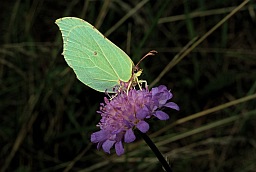 Common Brimstone (Gonepteryx rhamni)