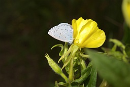 Holly Blue (Celastrina argiolus)