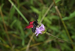 Blood Droplet Burnet? (Zygaena minos)