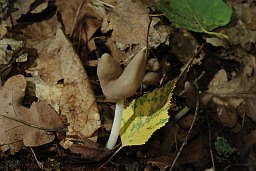 Helvella ephippium