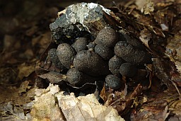 Dead man's fingers (Xylaria polymorpha)