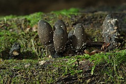 Dead man's fingers (Xylaria polymorpha)