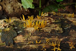 Small Stagshorn (Calocera cornea)