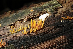 Small Stagshorn (Calocera cornea)