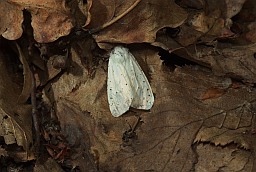 White Ermine (Spilosoma lubricipeda)