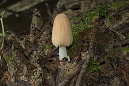 Coprinellus truncorum