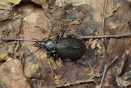 Carabus coriaceus