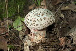 Blusher (Amanita rubescens)