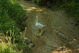 Goose with goslings