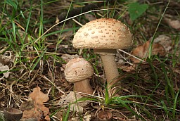 Blusher (Amanita rubescens)