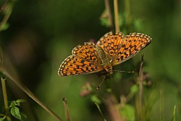 High Brown Fritillar (Fabriciana adippe)