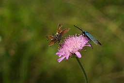 Green Forester (Adscita statices?)