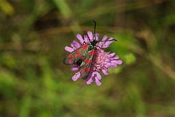 Six-spot burnet (Zygaena filipendulae)