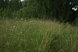 Grass