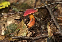 Ruby Bolete (Xerocomus rubellus)