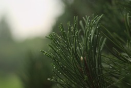 Pine foliage