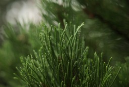 Pine foliage