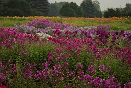 Minsk Botanical Garden