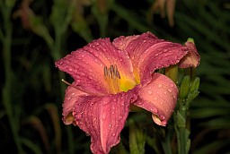 Daylily (Hemerocallis)