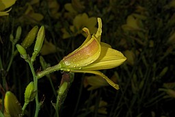 Long yellow daylily (Hemerocallis citrina)