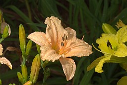 Daylily (Hemerocallis)