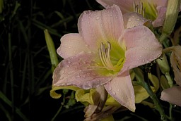 Daylily (Hemerocallis)