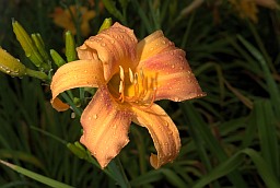 Daylily (Hemerocallis)