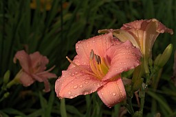 Daylily (Hemerocallis)