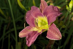 Daylily (Hemerocallis)