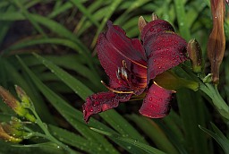 Daylily (Hemerocallis)