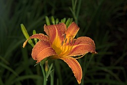 Daylily (Hemerocallis)