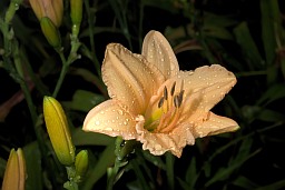 Daylily (Hemerocallis)