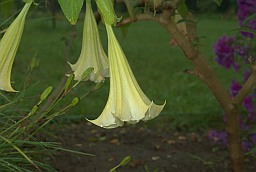 Devil’s Trumpet (Datura metel)