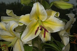 Lilium