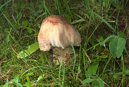 Fungus