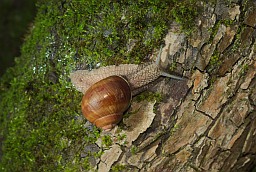 Burgundy snail (Helix pomatia)