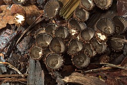 Fluted bird's nest (Cyathus striatus)