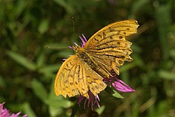 Silver-washed fritillary (Argynnis paphia)