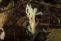 Crested coral fungus (Clavulina cristata)