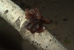 Tremella foliacea