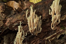 Beautiful clavaria (Ramaria formosa)