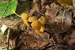 Jelly baby fungus (Leotia lubrica)