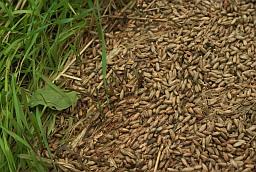 Seedlings in grain of triticale