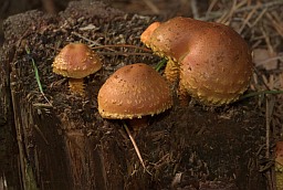 Flame scalecap (Pholiota flammans)