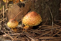 Flame scalecap (Pholiota flammans)